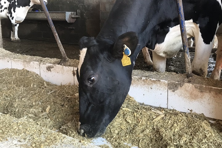manejo alimentar de bovinos leiteiros