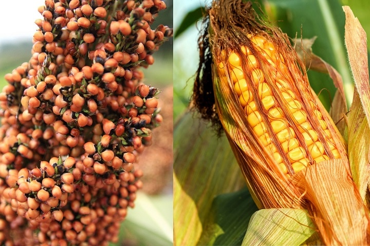 alimentação de bovinos