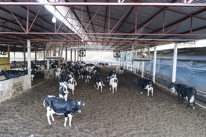 sistemas de produção de leite