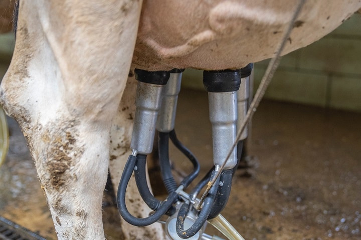 Indução à lactação