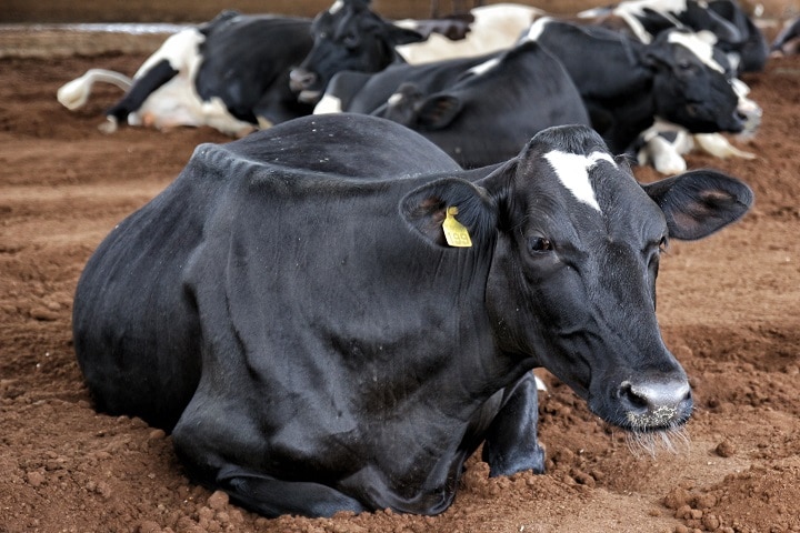 doenças no pós parto