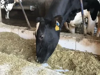 Nutrição de Gado de leite